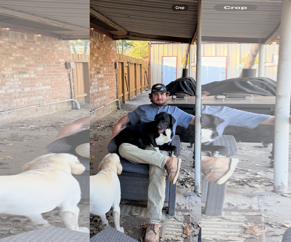 Medium Photo #5 Labrador Retriever-Unknown Mix Puppy For Sale in The Woodlands, TX, USA