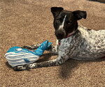 Small #14 Mutt