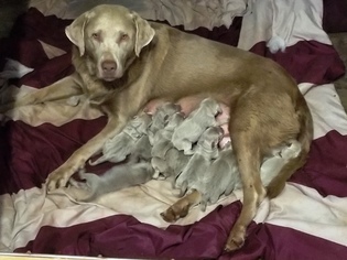 Mother of the Labrador Retriever puppies born on 05/31/2017