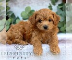 Small #3 Cavachon-Poodle (Miniature) Mix