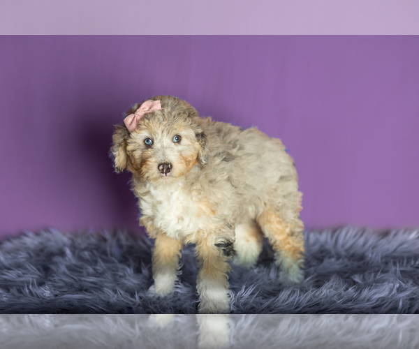 View Ad Miniature BernedoodlePoodle (Miniature) Mix Puppy for Sale