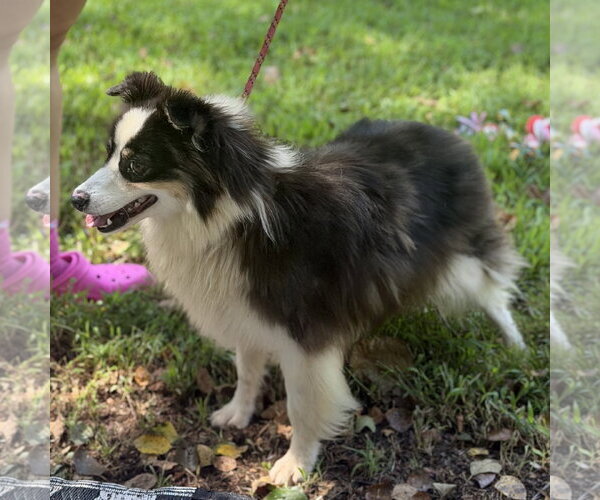 Medium Photo #2 Australian Shepherd Puppy For Sale in Yardley, PA, USA