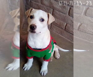 Jingles-his BFF is Baby Girl - Male Labrador Retriever-Unknown Mix Dog for Adoption - Photo #18