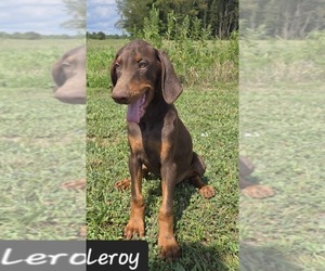 Doberman Pinscher Puppy for sale in POMEROY, OH, USA