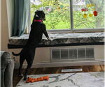 Small #14 American Pit Bull Terrier Mix