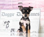 Small Photo #1 Chihuahua Puppy For Sale in BEL AIR, MD, USA