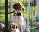 Small Photo #1 Brittany Puppy For Sale in MONTROSE, CO, USA