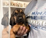Small #1 Bloodhound