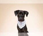 Small #1 Rottweiler Mix