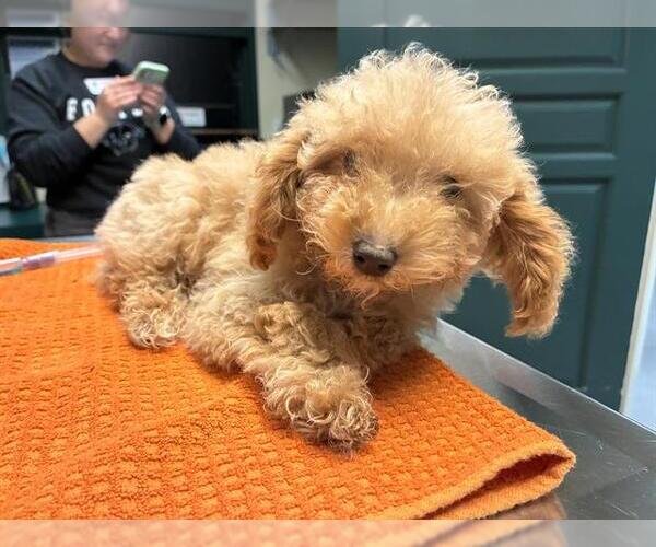 Medium Photo #1 Poodle (Miniature) Puppy For Sale in Pasadena, CA, USA