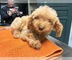 Small Poodle (Miniature)