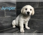 Small Photo #5 Golden Retriever Puppy For Sale in PURDY, MO, USA