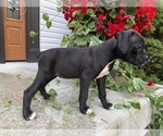 Small Photo #5 Boxer Puppy For Sale in MILLERSBURG, OH, USA