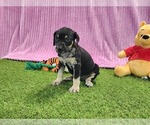 Small #9 Catahoula Leopard Dog