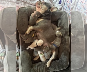French Bulldog Puppy for Sale in KENT, Washington USA