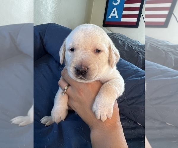 Medium Photo #15 Labrador Retriever Puppy For Sale in CLOVIS, CA, USA