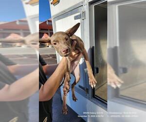 Mutt Dogs for adoption in San Antonio, TX, USA