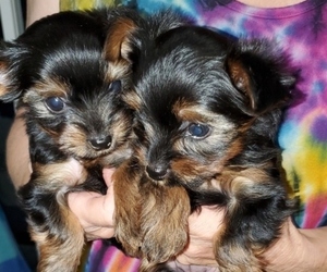 Yorkshire Terrier Puppy for Sale in OLIN, North Carolina USA