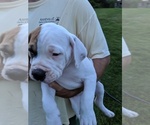 Small Photo #20 American Bulldog Puppy For Sale in MILLS RIVER, NC, USA