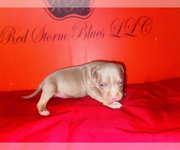 Medium Photo #8 American Bully Puppy For Sale in TRENTON, NJ, USA