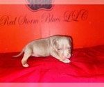 Small Photo #8 American Bully Puppy For Sale in TRENTON, NJ, USA