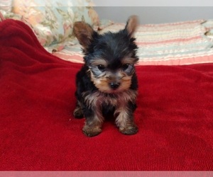 Medium Yorkshire Terrier