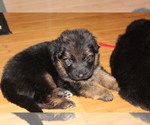 Small Photo #8 German Shepherd Dog Puppy For Sale in TACOMA, WA, USA
