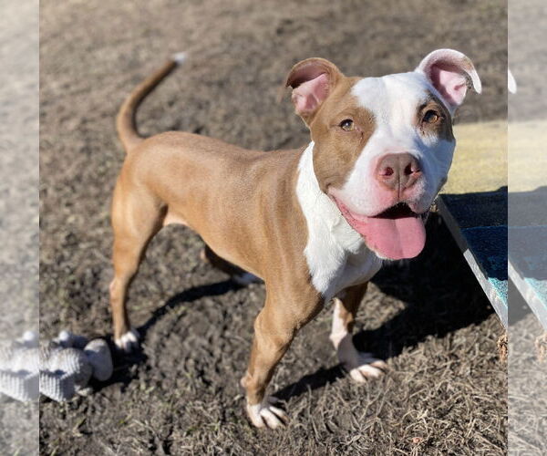 Medium Photo #4 American Pit Bull Terrier-Unknown Mix Puppy For Sale in Virginia Beach, VA, USA