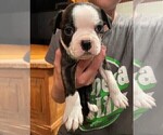 Small Photo #12 Boston Terrier Puppy For Sale in MONTVILLE, OH, USA