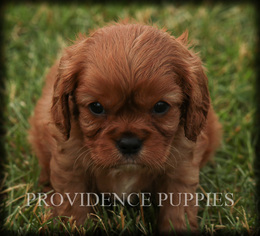 Cavalier King Charles Spaniel Puppy for sale in WAYLAND, IA, USA