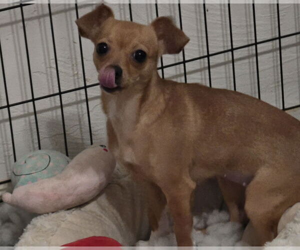 Medium Photo #4 Chihuahua-Unknown Mix Puppy For Sale in Visalia, CA, USA