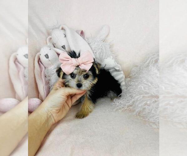 Medium Photo #10 Morkie Puppy For Sale in MIAMI, FL, USA