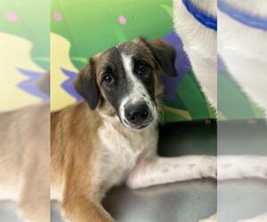 Mutt Dogs for adoption in Waco, TX, USA