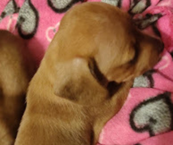 Medium Photo #1 Dachshund Puppy For Sale in PERRYVILLE, MO, USA