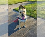 Small #6 American Staffordshire Terrier-Great Dane Mix