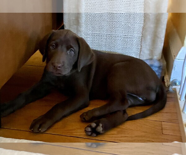 Medium Photo #2 Labrador Retriever Puppy For Sale in Monkton, MD, USA