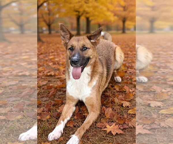 Medium Photo #4 Mutt Puppy For Sale in Talladega, AL, USA