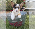 Small #2 Pembroke Welsh Corgi