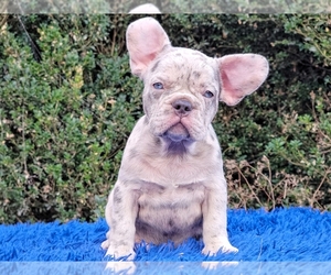 French Bulldog Puppy for sale in BOSTON, MA, USA