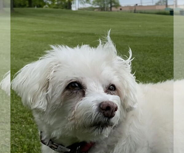 Medium Photo #3 Maltese Puppy For Sale in Fort Wayne, IN, USA