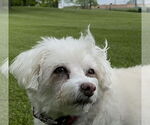 Small #2 Maltese