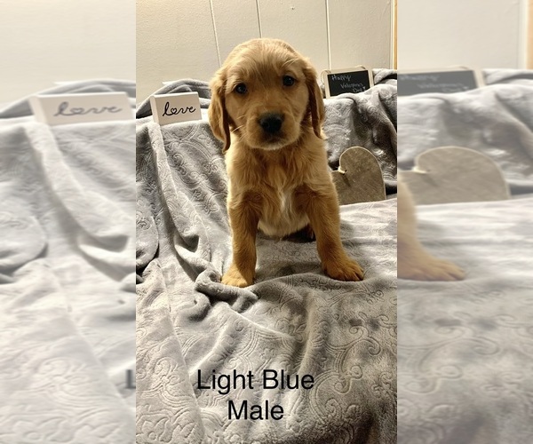 Medium Photo #4 Golden Retriever Puppy For Sale in MOLINE, IL, USA