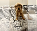 Small Photo #4 Golden Retriever Puppy For Sale in MOLINE, IL, USA