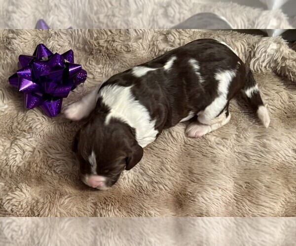 Medium Photo #1 English Springer Spaniel Puppy For Sale in TUALATIN, OR, USA