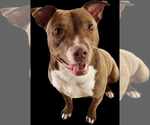 Small #9 American Pit Bull Terrier-Chocolate Labrador retriever Mix