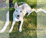 Small Siberian Husky Mix