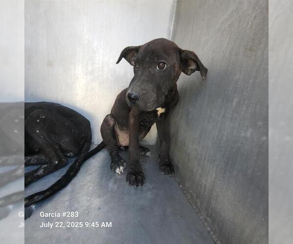 Medium Photo #1 Labrador Retriever-Unknown Mix Puppy For Sale in San Antonio, TX, USA
