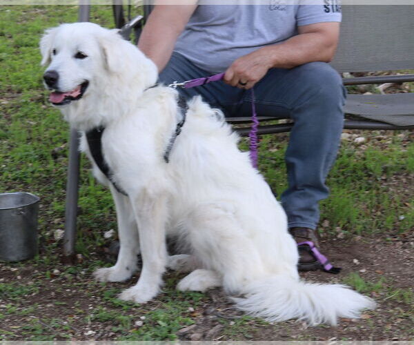Medium Photo #3 Great Pyrenees-Unknown Mix Puppy For Sale in Bandera, TX, USA