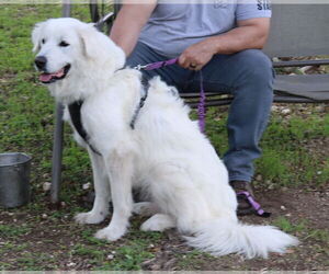 Athena - Female Great Pyrenees-Unknown Mix Dog for Adoption - Photo #3