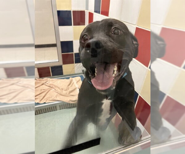 Medium Photo #1 Labrador Retriever-Unknown Mix Puppy For Sale in Plano, TX, USA